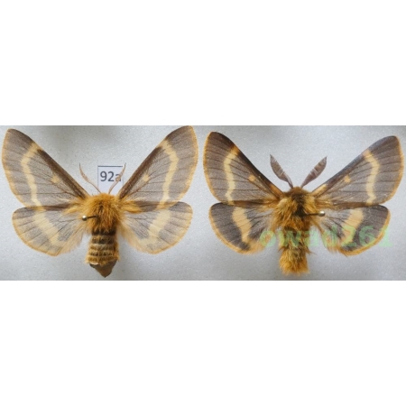 Lemonia dumi (Linnaeus, 1761) pair Czech92a